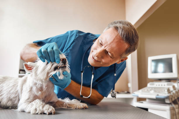 Best Holiday Emergency Dentist in Longbranch, WA